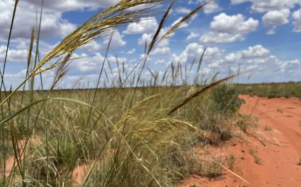 Developer lands federal backing for 26 GW green hydrogen hub in WA’s ...